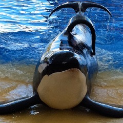 BlackFish