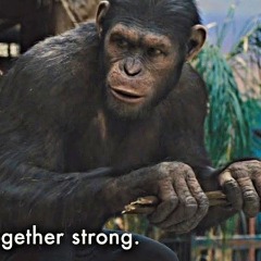 Apes Together
