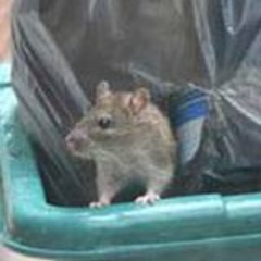 Croydon Rats