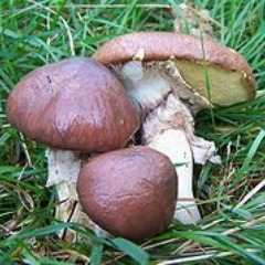 Maslaki