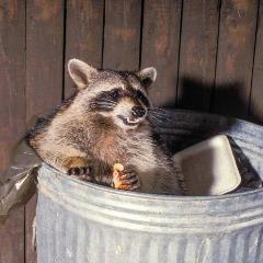 Trash Panda GG