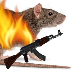 CSM Hot Rats