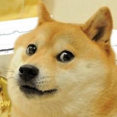 dogecoin dogs