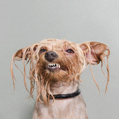 wet_dogs