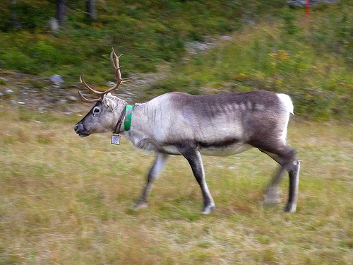 PoroMafia