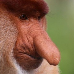 macacos_roludos