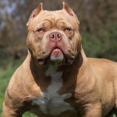 PITINE