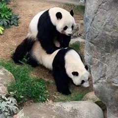 PANDAS3X