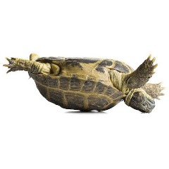 Oduglig