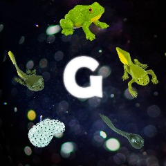 GOLOVASTIKI