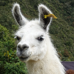 Llama team