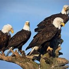 Boosted Eagles