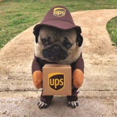 D- Puggers