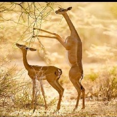 Reis da Savana