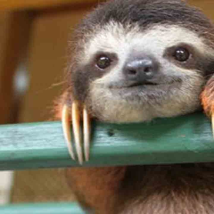 SlothLovers