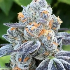 west coast buds