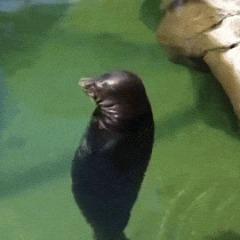 Full SpeeD