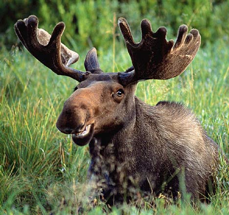 MooseKlaffs