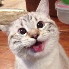 TUMMAMIES