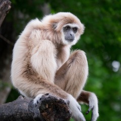 RZG_Gibbon sqd